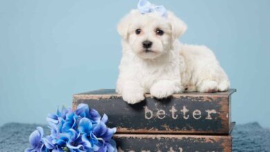 maltese-puppies-for-sale:-finding-your-perfect-companion