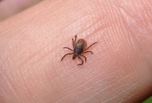 how-can-you-avoid-reinfestation-after-lice-treatment?-expert-tips-for-prevention