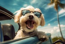 french-bulldog-travel-hacks:-flying-or-road-tripping-with-your-pup-without-the-stress
