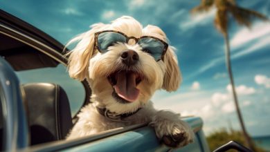 french-bulldog-travel-hacks:-flying-or-road-tripping-with-your-pup-without-the-stress